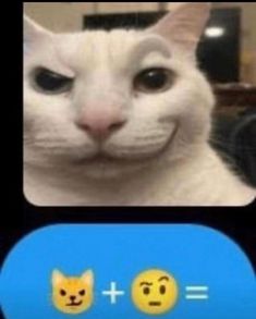 a white cat with two emoticions on it's face