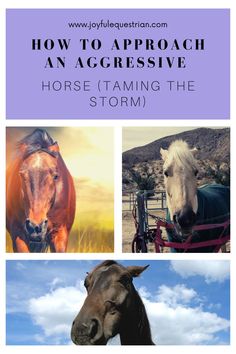 horses are shown with the words how to approach an aggressive horse taming the storm