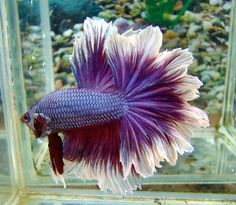 a purple and white fish in an aquarium