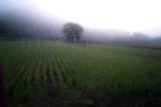 a spider web in the middle of a field