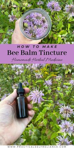 Wild Bergamot Uses, Harvesting Bee Balm, Bee Balm Uses, Monarda Bee Balm, Relieve Sinus Congestion, Medicinal Wild Plants