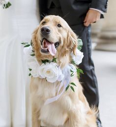 a golden retriever dog wearing a flower collar and standing next to a groom in a tuxedo