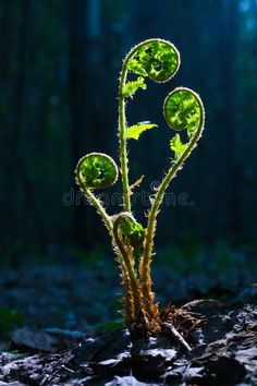 a plant sprouts out of the ground in front of some trees and rocks