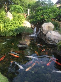 there are many fish swimming in the pond