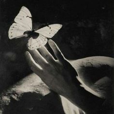 a person holding a butterfly in their hand