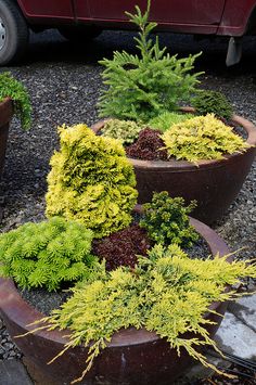 several potted plants in front of a red car