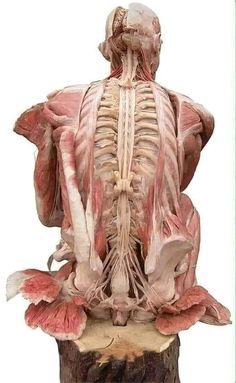 the back view of a human body with muscles highlighted