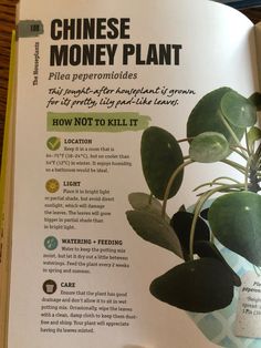 an open book with instructions on how to kill a money plant in chinese and english