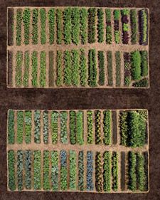 two rows of green plants in the ground