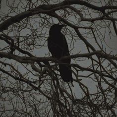 a black bird sitting on top of a tree branch in the dark night sky with no leaves