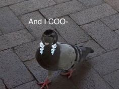 a pigeon standing on top of a brick road next to the words and i coo