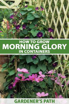 A close up vertical image of a morning glory vine with deep purple flowers growing in a container climbing up a trellis. Morning Glory Fence, Planting Morning Glory Seeds, Morning Glory Seeds Starting, Climbing Plants Fast Growing, Morning Glory Plant, Morning Glory Vegetable, Bush Morning Glory Plants, Morning Glory Seeds, Morning Glory Vine