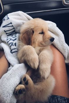 a person holding a puppy wrapped in a towel while sitting in a car with it's paws on the seat