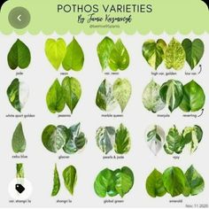 the different types of leaves that are in each plant's leaf type, from top to bottom