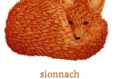 a drawing of a red fox with the words stomach on it's chest and head