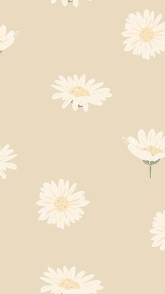 white daisies on a beige background