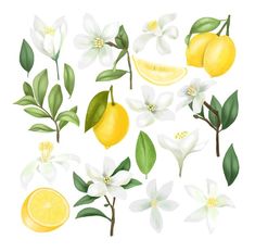 a bunch of lemons and flowers on a white background