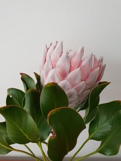 a large pink flower sitting on top of a green leafy plant next to a white wall