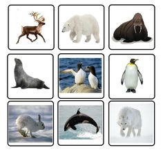 an image of different animals that are in the snow together with one polar bear, penguin, and seal