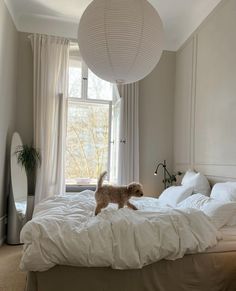 a dog standing on top of a white bed in a bedroom next to a window