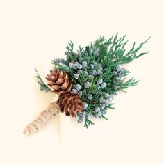 pine cones and evergreen needles are arranged on a white surface