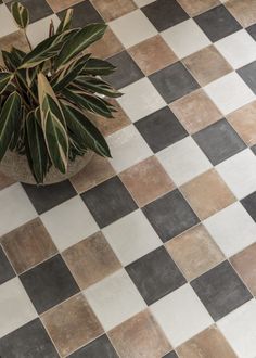 a potted plant sitting on top of a checkered floor