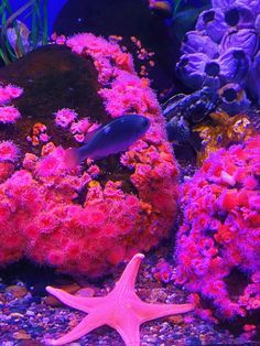 an aquarium filled with different types of corals and starfish