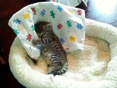 a kitten is laying in a cat bed with the words it's time on it