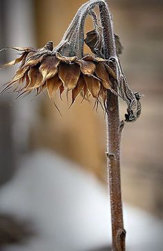 a black and white photo of a sunflower in the middle of its flower stalk