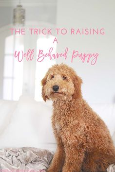 a brown dog sitting on top of a bed next to a white wall with the words, the trick to raising well - balanced puppy