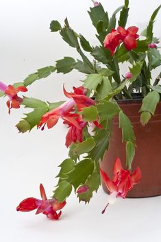 a potted plant with red flowers and green leaves on the side, next to a white background