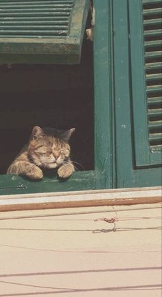 a cat laying on the window sill looking out