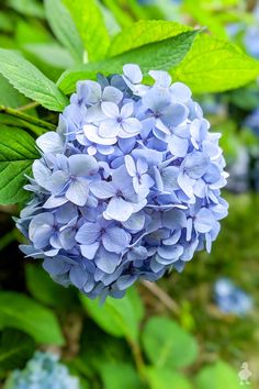 a close up of a blue flower on a plant with green leaves in the background