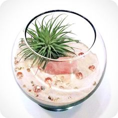 an air plant in a glass bowl filled with water and rocks on a white surface