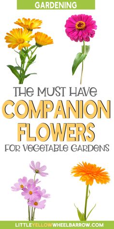 the most have companion flowers for vegetable gardens by little yellow house garden company, gardening