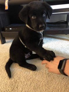 a small black dog sitting on the floor next to a person holding his hand out