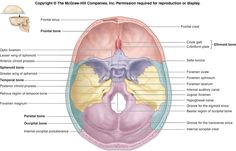 the frontal view of the human head and neck with labels on each side of it