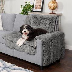 a black and white dog laying on a gray couch