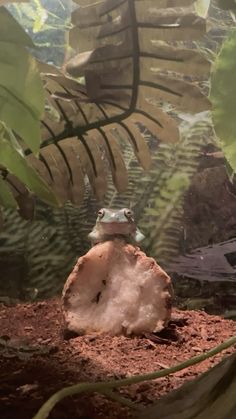 a frog sitting on top of a rock in the middle of some plants and dirt