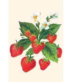 two drawings of berries and leaves on a white background, one has red berries and the other has green leaves