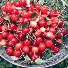 a metal bowl filled with lots of cherries on top of green leaves and grass