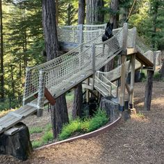 there is a dog that is walking up the stairs in the tree top adventure park