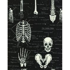 a black and white poster with bones, bones and bones in the middle of it