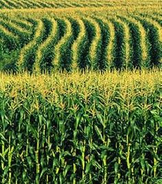 a large field with many rows of green grass