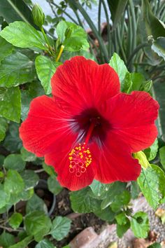 a large red flower with green leaves around it's center and yellow stamen