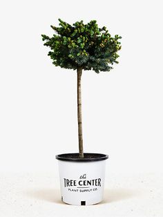 a small tree in a white pot with the words tree center on it's side