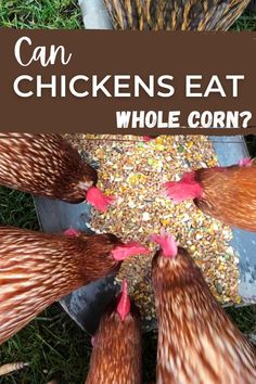 chickens eat whole corn from a metal pan in the grass with text overlay that reads can chickens eat whole corn?