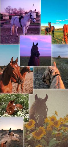 many different pictures of horses and sunflowers