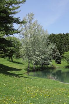 a small pond in the middle of a grassy area with trees and flowers around it