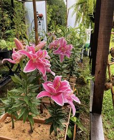 some pink flowers are growing in a garden